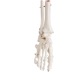 Knoglefod, fod led, 20cm højde, på pedestal